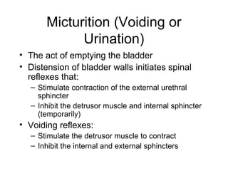 Micturition (Voiding or
             Urination)
• The act of emptying the bladder
• Distension of bladder walls initiates spinal
  reflexes that:
   – Stimulate contraction of the external urethral
     sphincter
   – Inhibit the detrusor muscle and internal sphincter
     (temporarily)
• Voiding reflexes:
   – Stimulate the detrusor muscle to contract
   – Inhibit the internal and external sphincters
 
