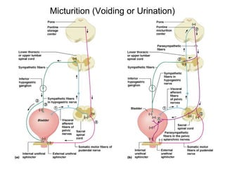 Micturition (Voiding or Urination)
 