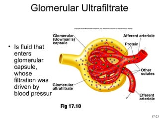 Glomerular Ultrafiltrate


• Is fluid that
  enters
  glomerular
  capsule,
  whose
  filtration was
  driven by
  blood pressure

                   Fig 17.10
                                  17-23
 