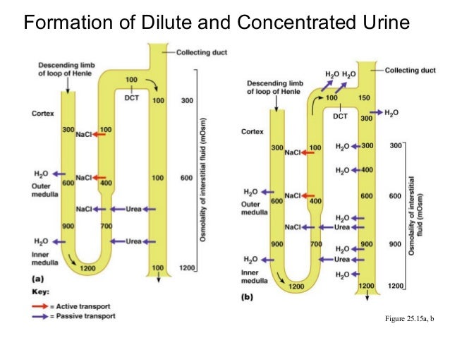 nephron and concentrations of interstital fluid image nephron and concentrations of interstital fluid image