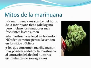 Mitos de la marihuana
1-la marihuana causa cáncer: el humo
de la marihuana tiene calcilogeno
pero incluso los fumadores mas
frecuentes lo consumen
2-la marihuana es legal en holando:
NO técnicamente pero si la venden
en los sitios públicos.
3-los que consumen marihuana son
mas posibles al delito: la marihuana
al contrario del alcohol nuestros
estimulantes no son agresivos
 
