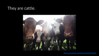 They are cattle.
https://unsplash.com/photos/dOElUitX2Do
 