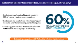 Wolbachia bacteria infects mosquitoes, can supress dengue, chikungunya
By infecting mosquitoes with Wolbachia, infection risk is reduced
5
• Wolbachia are safe, natural bacteria present in
60% of insects, including some mosquitoes.
• Wolbachia is not usually found in the Aedes Aegypti
mosquito, which transmits dengue and chikungunya.
• Aedes Aegypti mosquitoes that carry Wolbachia do
not transmit viruses to people as effectively
 
