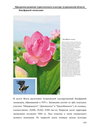 Программа развития туристического кластера Астраханской области
153
Биосферный заповедник
В дельте Волги расположен Астраханский государственный биосферный
заповедник, образованный в 1919 г. Заповедник состоит из трёх отдельных
участков: "Обжоровского", "Дамчикского" и "Трехизбинского" ( их площадь,
соответственно: 28,046; 29,262; 9,509 тыс.га). Покрытая лесом территория
заповедника составляет 3044 га. Леса отнесены к лесам специального
целевого назначения. Из покрытой лесом площади лесные культуры
 
