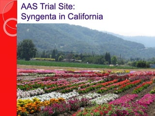 AAS Trial Site:
Syngenta in California
 