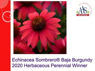 Echinacea Sombrero® Baja Burgundy
2020 Herbaceous Perennial Winner
 