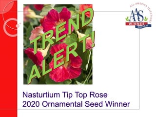 Nasturtium Tip Top Rose
2020 Ornamental Seed Winner
 