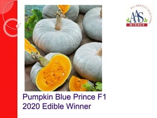 Pumpkin Blue Prince F1
2020 Edible Winner
 