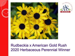 Rudbeckia x American Gold Rush
2020 Herbaceous Perennial Winner
 