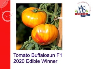 Tomato Buffalosun F1
2020 Edible Winner
 