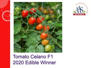 Tomato Celano F1
2020 Edible Winner
 