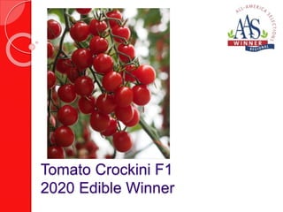 Tomato Crockini F1
2020 Edible Winner
 