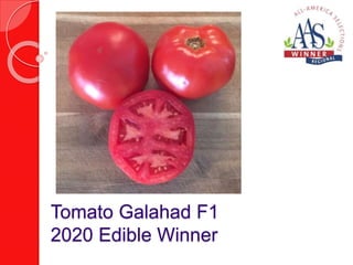 Tomato Galahad F1
2020 Edible Winner
 