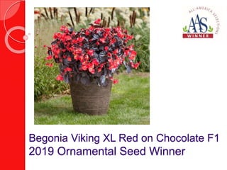 Begonia Viking XL Red on Chocolate F1
2019 Ornamental Seed Winner
 