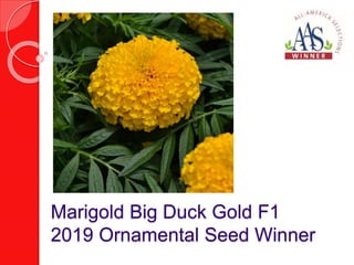 Marigold Big Duck Gold F1
2019 Ornamental Seed Winner
 