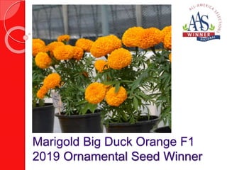 Marigold Big Duck Orange F1
2019 Ornamental Seed Winner
 