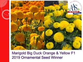 Marigold Big Duck Orange & Yellow F1
2019 Ornamental Seed Winner
 