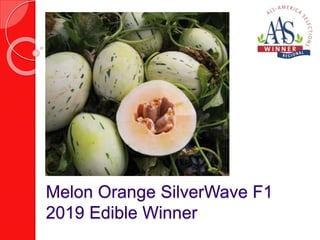 Melon Orange SilverWave F1
2019 Edible Winner
 