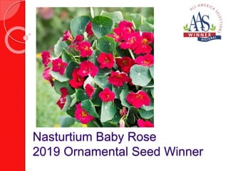 Nasturtium Baby Rose
2019 Ornamental Seed Winner
 