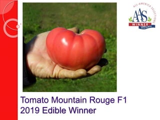 Tomato Mountain Rouge F1
2019 Edible Winner
 