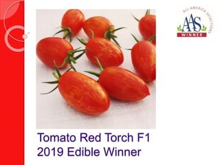 Tomato Red Torch F1
2019 Edible Winner
 
