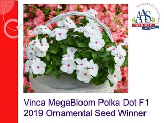 Vinca MegaBloom Polka Dot F1
2019 Ornamental Seed Winner
 