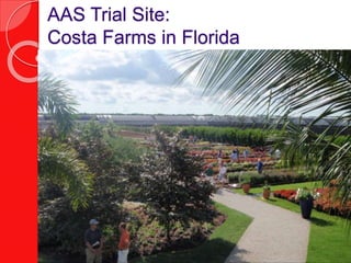 AAS Trial Site:
Costa Farms in Florida
 