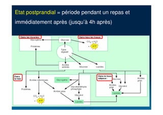 Etat postprandial = période pendant un repas et
immédiatement après (jusqu’à 4h après)
 