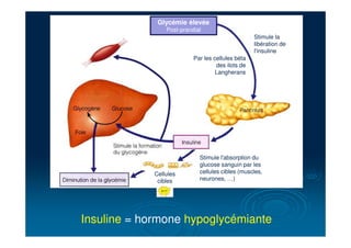Par les cellules béta
des ilots de
Langherans
Stimule la
libération de
l'insuline
Glycémie élevée
Post-prandial
Stimule l'absorption du
glucose sanguin par les
cellules cibles (muscles,
neurones, …)
Cellules
cibles
Insuline = hormone hypoglycémiante
 