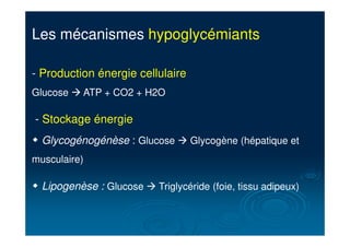 Les mécanismes hypoglycémiants
- Production énergie cellulaire
Glucose ! ATP + CO2 + H2O
- Stockage énergie
" Glycogénogénèse : Glucose ! Glycogène (hépatique et
musculaire)
" Lipogenèse : Glucose ! Triglycéride (foie, tissu adipeux)
 
