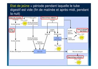 cellulaire
Etat de jeûne = période pendant laquelle le tube
digestif est vide (fin de matinée et après-midi, pendant
la nuit)
 