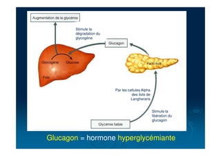 Glucagon = hormone hyperglycémiante
Par les cellules Alpha
des ilots de
Langherans
Stimule la
libération du
glucagon
Stimule la
dégradation du
glycogène
 