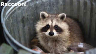 17
Raccoon!
 