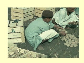 تسويق البطاطس و الزراعة 20 مارس 2001
