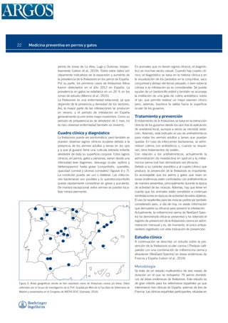 perros de zonas de La Vera, Lugo y Ourense, respec-
tivamente (Lebon et al., 2019). Todos estos datos son
claramente indicativos de la expansión y aumento de
la prevalencia de la thelaziosis en los perros de España.
Por su parte, los primeros casos de thelaziosis felina
fueron detectados en el año 2012 en España. La
prevalencia en gatos se establece en un 20 % en las
zonas de estudio (Marino et al., 2015).
La thelaziosis es una enfermedad estacional, ya que
depende de la presencia y densidad de los vectores.
Así, la mayor parte de las infestaciones se producen
en verano, y el periodo de infestación en España
generalmente ocurre entre mayo-noviembre. Como su
periodo de prepatencia es de alrededor de 1 mes, no
es raro observar enfermedad también en invierno.
Cuadro clínico y diagnóstico
La thelaziosis puede ser asintomática, pero también se
pueden observar signos clínicos oculares debido a la
presencia de los vermes adultos y larvas en los ojos
y a que el gusano tiene una cutícula estriada irritante
alrededor de toda su supericie corporal. Estos signos
clínicos, en perros, gatos y personas, varían desde una
intensidad leve (lagrimeo, descarga ocular, epifora y
blefarospasmo) hasta grave (conjuntivitis, queratitis,
opacidad corneal y úlceras corneales) (iguras 6 y 7).
La condición puede ser uni o bilateral. Las infeccio-
nes bacterianas son posibles y la queratoconjuntivitis
puede rápidamente convertirse en grave y purulenta.
De manera excepcional, estos vermes se pueden loca-
lizar intraocularmente.
En animales que no tienen signos clínicos, el diagnós-
tico es muchas veces casual. Cuando hay cuadro clí-
nico, el diagnóstico se basa en la historia clínica y en
la visualización de los parásitos en la conjuntiva, saco
conjuntival y debajo del tercer párpado, o bien sobre la
córnea si la infestación ya es considerable. Se puede
ayudar de un bastoncillo estéril y también se aconseja
la instilación de una gota de colirio anestésico sobre
el ojo, que permite realizar un mejor examen clínico
pero, además, favorece la salida hacia la supericie
ocular de los gusanos.
Tratamiento y prevención
El tratamiento de la thelaziosis se basa en la extracción
directa de los gusanos desde los ojos tras la aplicación
de anestesia local, aunque a veces se necesita seda-
ción. Además, está indicado el uso de antihelmínticos
para matar los vermes adultos y larvas que puedan
quedar. En caso de infecciones bacterianas, se admi-
nistran colirios con antibióticos o, cuando se requie-
ran, otros tratamientos de sostén.
Con relación a los antihelmínticos, actualmente la
administración de moxidectina en spot-on y la milbe-
micina oxima oral han demostrado ser eicaces.
Debido a su carácter zoonótico y al cuadro clínico que
produce, la prevención de la thelaziosis es importante.
Es aconsejable que los perros y gatos que vivan en
zonas endémicas estén controlados con antihelmínticos
de manera preventiva, principalmente durante la época
de actividad de las moscas. Además, hay que tener en
cuenta que los animales están sometidos a continuas
reinfestaciones en épocas de actividad de estos dípteros.
El uso de repelentes para las moscas podría ser también
considerado pero, a día de hoy, no existe información
que demuestre su eicacia para prevenir la infestación.
Actualmente, la milbemicina oxima de NexGard Spec-
tra ha demostrado eicacia preventiva y ha obtenido el
registro de prevención de la thelaziosis canina en admi-
nistración mensual y es, de momento, el único antipa-
rasitario registrado con esta indicación de prevención.
Estudio clínico
A continuación se describe un estudio sobre la pre-
vención de la thelaziosis ocular canina (Thelazia calli-
paeda) con una combinación de milbemicina oxima y
afoxolaner (NexGard Spectra) en áreas endémicas de
Francia y España (Lebon et al., 2019).
Metodología
Se trata de un estudio multicéntrico de seis meses de
duración en el que se incluyeron 79 perros domésti-
cos de áreas endémicas de thelaziosis. Este estudio es
de gran interés para los veterinarios españoles ya que
intervinieron tres clínicas de España, además de tres de
Francia. Las clínicas españolas participantes, situadas en
Figura 5. Áreas geográicas donde se han reportado casos de thelaziosis canina y/o felina. Datos
obtenidos por el Grupo de investigación de la Prof. Guadalupe Miró de la Facultad de Veterinaria de
Madrid y presentados en el Congreso de AVEPA-SEVC (Granada, 2016).
Medicina preventiva en perros y gatos
22
 