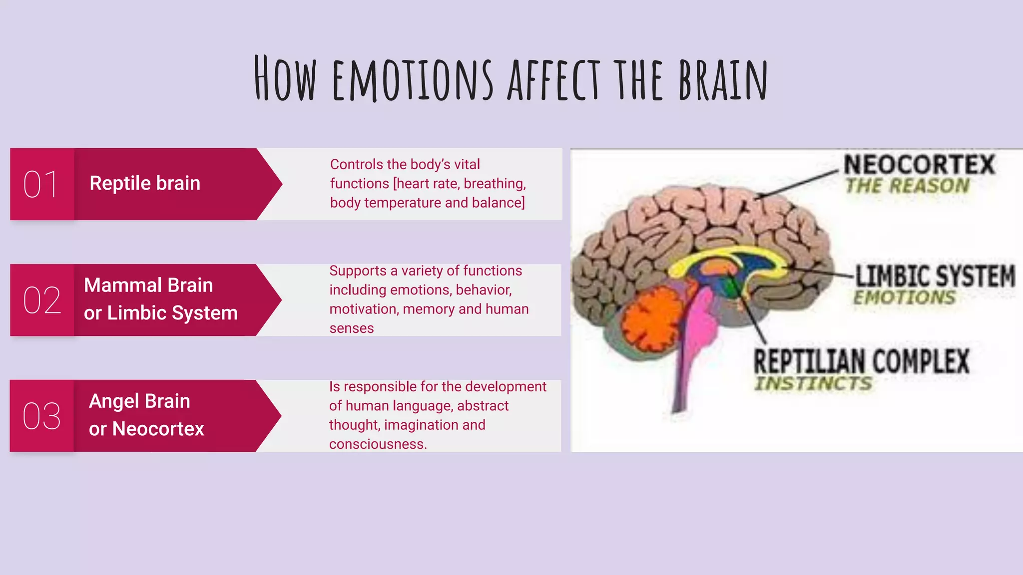 How emotions affect the brain
Angel Brain
or Neocortex03
Is responsible for the development
of human language, abstract
thought, imagination and
consciousness.
Mammal Brain
or Limbic System02
Supports a variety of functions
including emotions, behavior,
motivation, memory and human
senses
Reptile brain01
Controls the body’s vital
functions [heart rate, breathing,
body temperature and balance]
 