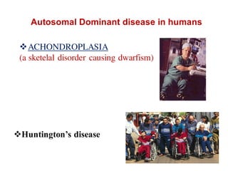 ACHONDROPLASIA
(a sketelal disorder causing dwarfism)
Autosomal Dominant disease in humans
Huntington’s disease
 