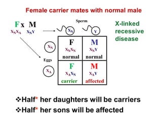 Female carrier mates with normal male
F
XNXN
Y
XN
Half* her daughters will be carriers
Half* her sons will be affected
x M
XNY
Eggs
Sperm
XN
M
XNY
normal normal
M
XAY
affected
F
XAXN
carrier
X-linked
recessive
disease
XA
F
XNXA
 
