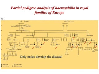 Partial pedigree analysis of haemophilia in royal
families of Europe
Only males develop the disease!
 