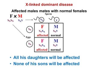 Affected males mates with normal females
Y
XN
• All his daughters will be affected
• None of his sons will be affected
F x M
XNXN XAY
Eggs
Sperm
XA
M
XNY
normal
M
XNY
normal
F
XNXA
affected
F
XNXA
affected
X-linked dominant disease
XN
 