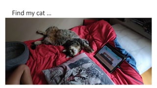 Find my cat …
 