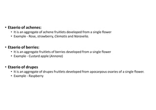 types of fruit and its classifications without diagrams | PPT