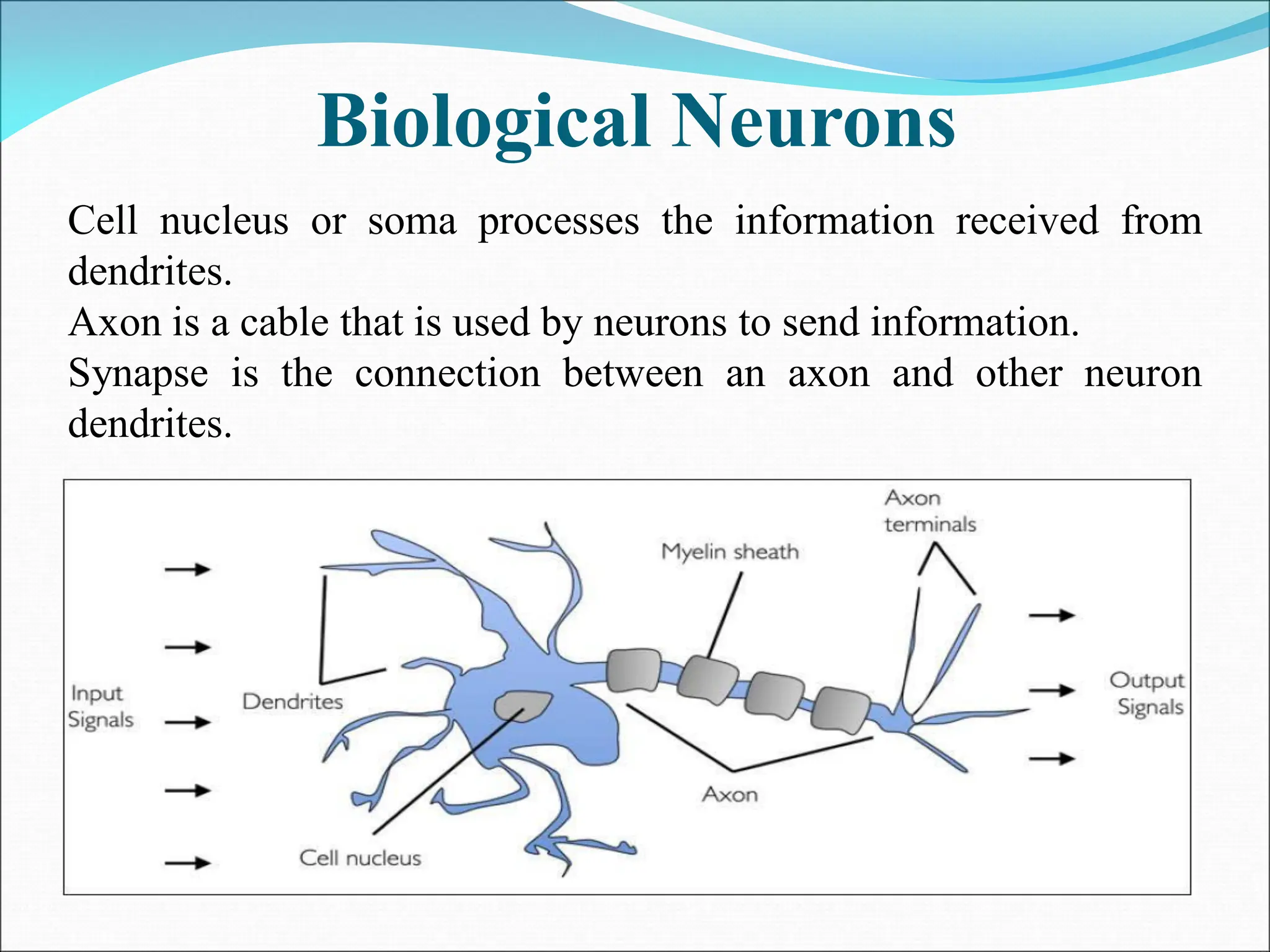 Biological Neurons
Cell nucleus or soma processes the information received from
dendrites.
Axon is a cable that is used by neurons to send information.
Synapse is the connection between an axon and other neuron
dendrites.
 