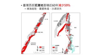 • 臺灣西部泥灘地面積近60年減少59%
• 填海造陸、圍墾魚塭、沙源流失
 