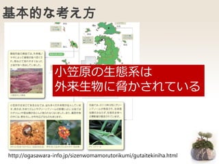 基本的な考え方
http://ogasawara-info.jp/sizenwomamorutorikumi/gutaitekiniha.html
小笠原の生態系は
外来生物に脅かされている
 