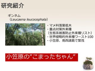 研究紹介
・マメ科落葉低木
・重点対策外来種
（生態系被害防止外来種リスト）
・世界侵略的外来種ワースト100
・小笠原、南西諸島で繁茂
小笠原の”こまったちゃん”
ギンネム
（Leucaena leucocephala）
 