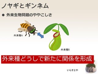 ノヤギとギンネム
外来種どうしで新たに関係を形成
● 外来生物問題のややこしさ
いらすとや
外来種A
外来種B
 