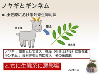 ノヤギとギンネム
ノヤギ： 家畜として導入 戦後（引き上げ後）に野生化
ギンネム： 資材等を目的に導入 その後逸脱
ともに生態系に悪影響
節食
● 小笠原における外来生物対決
いらすとや
外来種
外来種
 