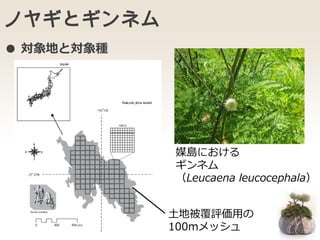 ノヤギとギンネム
媒島における
ギンネム
（Leucaena leucocephala）
土地被覆評価用の
100mメッシュ
● 対象地と対象種
 