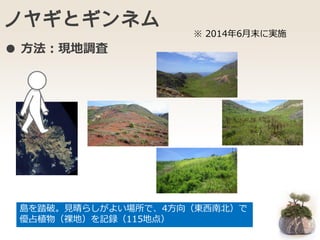 ノヤギとギンネム
島を踏破。見晴らしがよい場所で、4方向（東西南北）で
優占植物（裸地）を記録（115地点）
※ 2014年6月末に実施
● 方法：現地調査
 